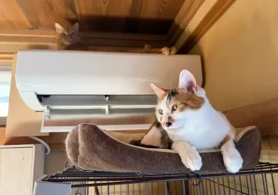 Stray cat boy and two elder sisters