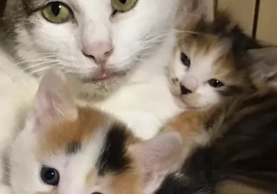 The Lynns