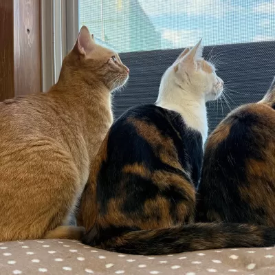 Stray cat boy and two elder sisters